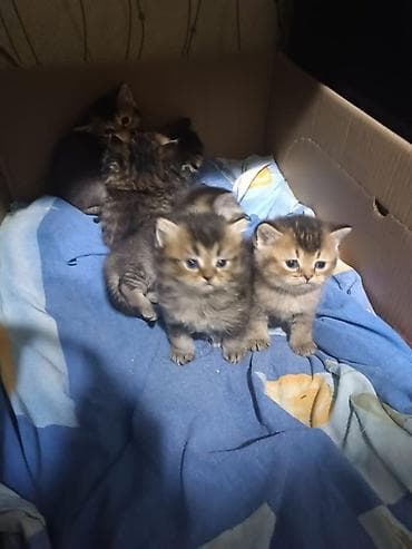 syam pişik: Balaca pişik balaları - Cins: ev pişiyi (tüklü, pələng naxışlı) - — 1