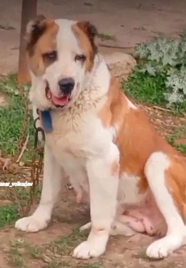 Alabay, Dişi, Peyvəndli