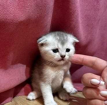 van pişik: Britan — 5