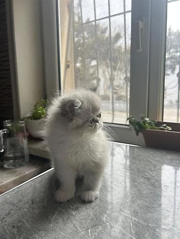 fars pişiyi: Fars — 2