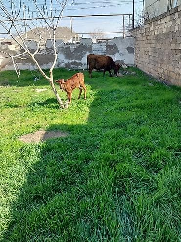 Hinduşkalar: Bala 15 gun du olub Ana 10 litir sud verir unvan baki — 3