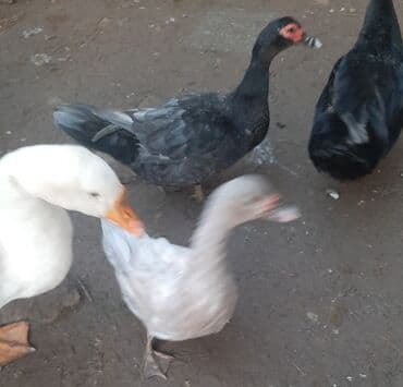 Satışda kayuqa, lal ördək və linda qazların yumurtaları var. Almaq