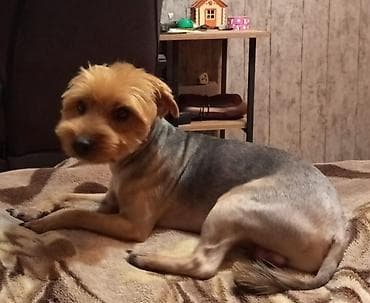 Yorkşir teryer, 10 ay, Erkek, Peyvəndli