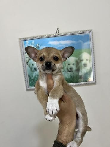 afcarka balalarinin satisi: Çixuahua, 2 ay, Erkek, Peyvəndli, Ödənişli çatdırılma — 4