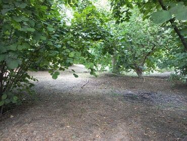 Lincoln: Огуз, 25 м², 1 комната, Газ, Водопровод, Канализация — 3