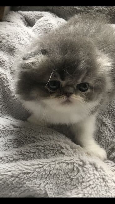 pers pişiy: Fars — 1