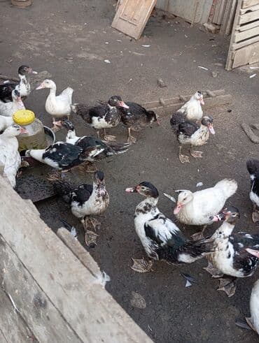 Inəklər, öküzlər: Məhsul: Muskoviy (hind) ördəklərý bu Təsvir: - Ağ, qara-ağ və — 5