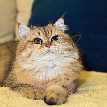 Pişiklər: Qızıl şinşilla, Erkək, Cütləşmə üçün — 1