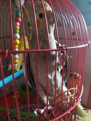 Собаки: Salam təcili satılır 30 AZN dişi maya — 2