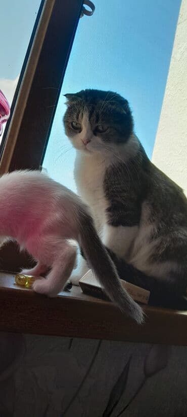 pişik geyim: Dişi, Yaxşı əllərə, Ünvandan götürmə — 7