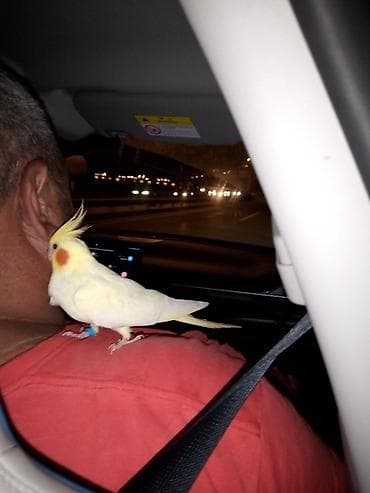 Açıq sarı rəngdə, narıncı yanaq ləkələri və başının üstündə sarı bir