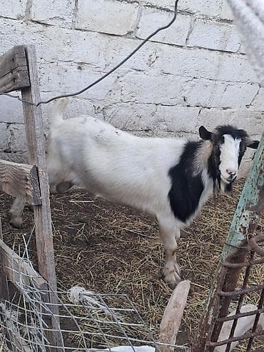Qara-ağ rəngli erkək keçi - Cinsi: erkək (təkə) - Rəng: ağ fonda qara — 2