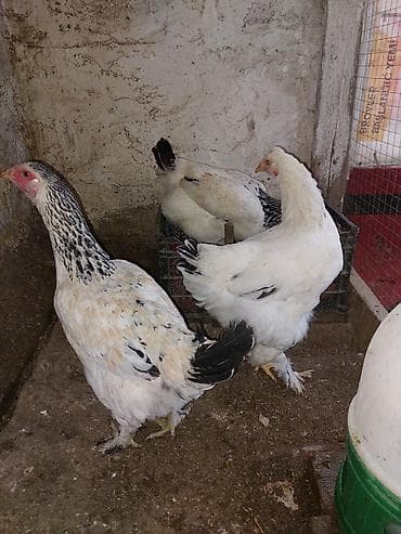 Собаки: Brahma cinsli toyuqlar 4 ədəd yumurtayan brahama fərə satılır. qiymət — 6