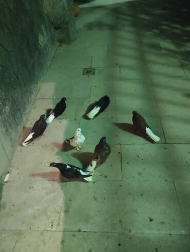 goyercin yuvalari: Salam buyurun 7 qusdu tergdme di temiz bala verir optum 60 manat — 4