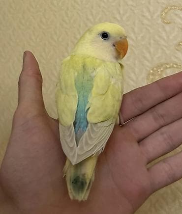 tutuquş: Salam 45 günlük baladı.Tam sağlam və aktiv quşdu — 5