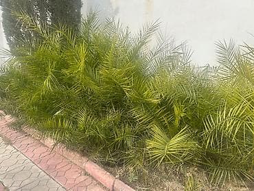 badam agaci satisi: Dekorativ xurma kolları (ofset pöhrələr) - Bitki: Xurma palmalarının — 2