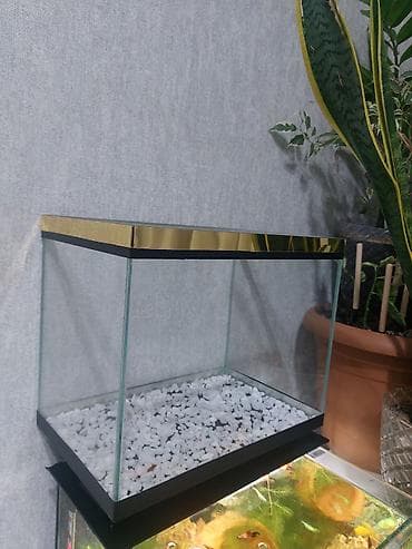 Akvariumlar: Qold Akvaryum çox gözəl görnüşə malikdi yenidi ölçü 35×22×29 bunan — 2