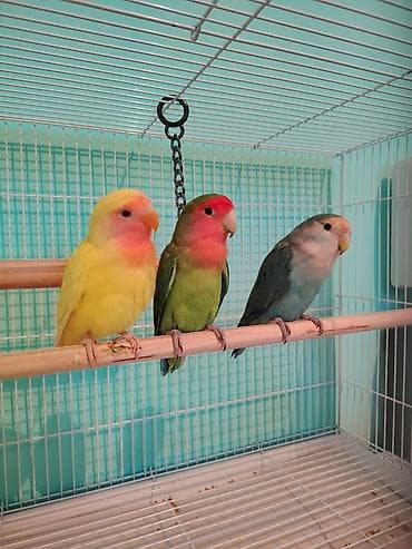 Кошки: Tutuquşu ( Nerazluçnik ) 3 ədədi cəmi : 110 azn ( tək - tək satılmır — 1