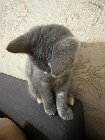 xaski it sekilleri: Yaxşı əllərə — 4