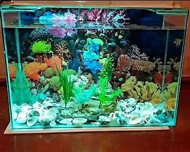 akvarum baliqlari: Dördbucaq akvarium, 40 l, Pulsuz çatdırılma — 8