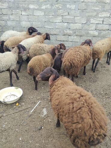 bmw 3 серия 328xi at: Erkək, Qala, il: 1, 70 kq — 15