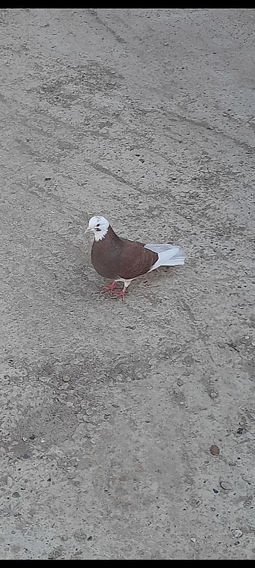 sultan papuqay satisi: Qirmizi agbas maya 20 azn unvan Qaradag — 3