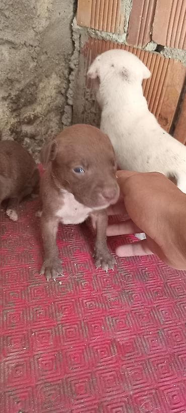 it pitbull: Pitbul, Peyvəndli — 7