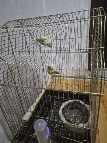 elf bar en ucuz: Kanarya Hazir cütdü 70 azn — 5