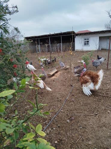 ucuz bala pişiklər: Erkək, Damazlıq — 6