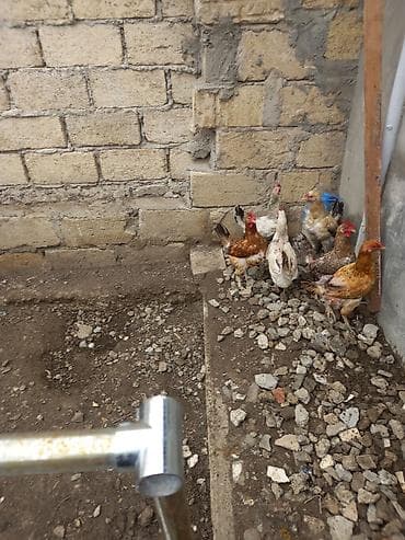 Toyuq, Yumurtalıq