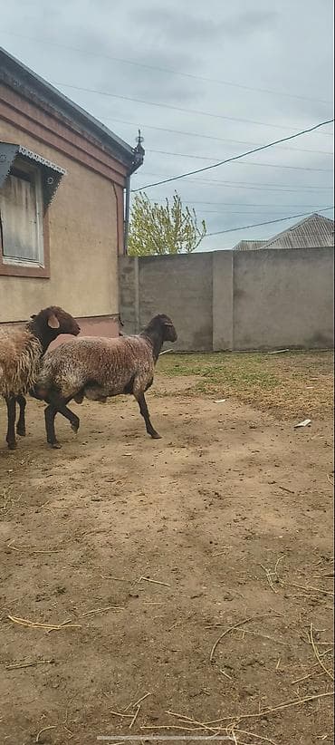 Qoyun – yerli ətlik/südlük istiqamət - Şəkillərdə görünən quyruqlu — 4