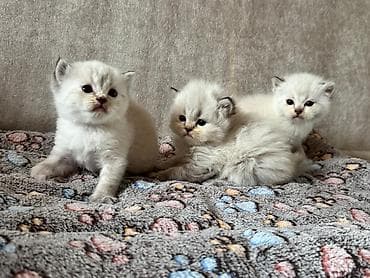 Britan, Yaxşı əllərə