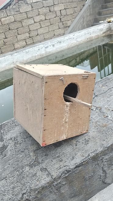 dele heyvan: Taxta quş yuvası/kutubçası - Material: Sərt kontrplak/taxta - Forma — 2