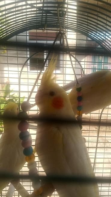 Biri 50 Azn korella Sarı rəngli lələkləri, narıncı yanaq ləkələri və