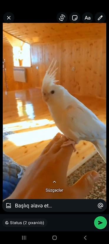 Gəmiricilər: Albino tam öyrədilmiş quşdur.14 aylıq cinsi Ərkəy — 10