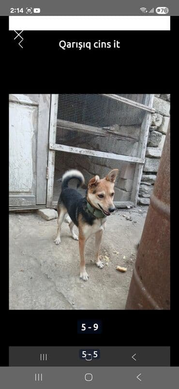 itlerin satiwi: Zvonok, 2 ay — 3