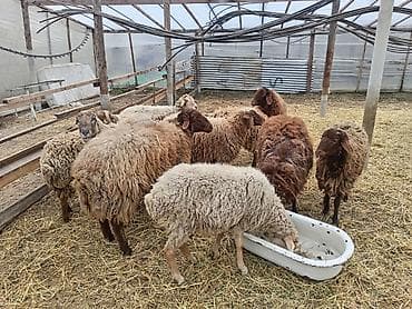 Atlar: Dişi, Qala, il: 1, 50 kq, Damazlıq, Ünvandan götürmə — 5