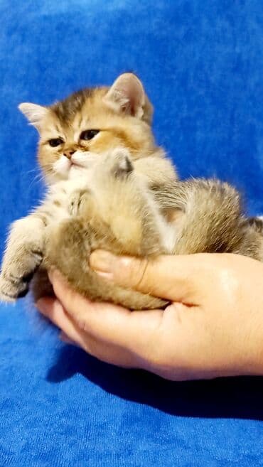 Britan, Erkək, Dişi, Yaxşı əllərə, Ünvandan götürmə