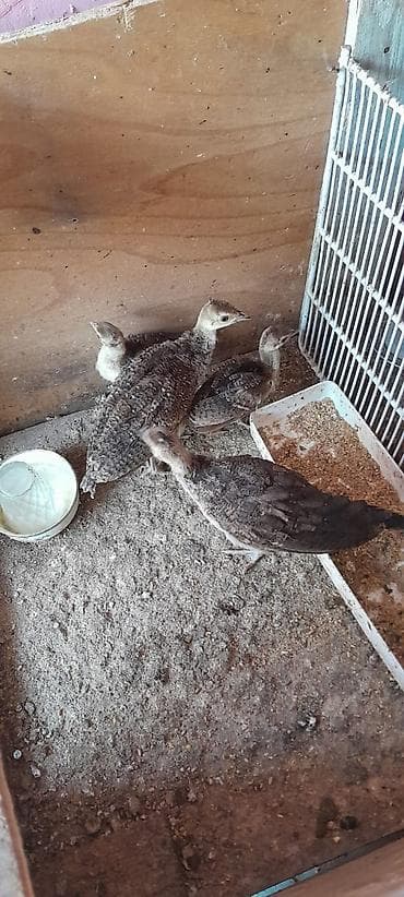 Tovuzqusu balasi 1 cutu 40 gunluk 1 cutu ise 25 gunlukdur lalafo.az -da Tovuzqusu balasi 1 cutu 40 gunluk 1 cutu ise 25 gunlukdur
