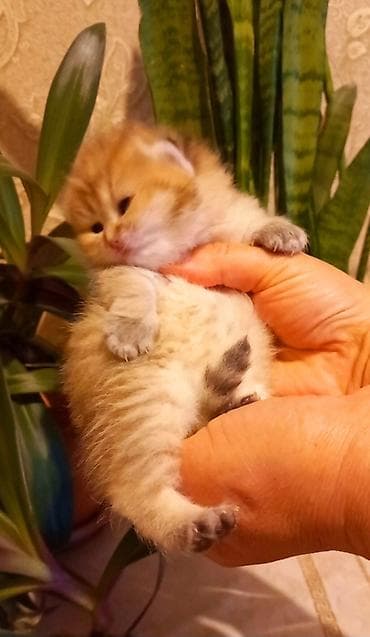 balaca ag itler: Qızıl şinşilla, Dişi, Yaxşı əllərə, Ünvandan götürmə — 3