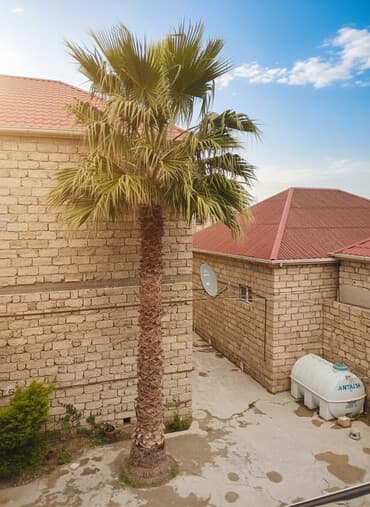 bag ucun agaclar: Vasinqton (Washingtonia) palmı - Növ: Washingtonia robusta tipli — 1