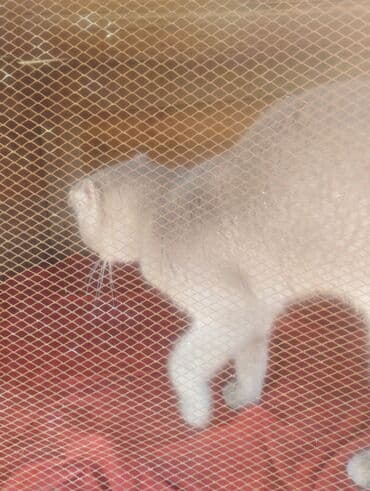 pişik çantasi: Boz rəngdə ev pişikləri - Növ: ev pişiyi (qısa tüklü, boz/gümüşü rəng — 6