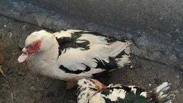 Heyvanlar üçün mallar: Xoruz, il: <1 — 2