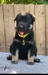 İtlər: Akita-inu, 1 ay, Erkek, Peyvəndli, Ödənişli çatdırılma — 2