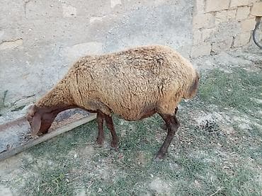 mal inək: Boğaz qoyun 4ayna yetrə yetirdi hər il əkiz doğur — 2