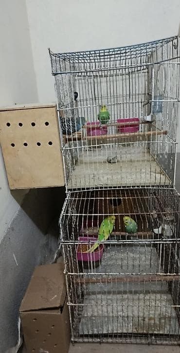 Valnisti tutuquşular satıllır.2 cütdü Tam sağlam ve aktiv lalafo.az -da Valnisti tutuquşular satıllır.2 cütdü Tam sağlam ve aktiv