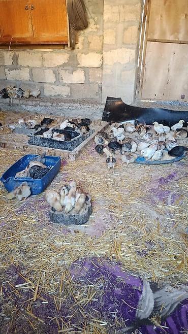 gəncə toyuq satan: Toyuq cücələri, Ətlik — 5