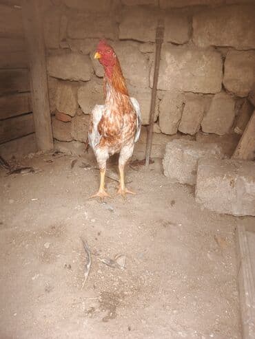 ingilis it adlari: Məhsul: Döyüş tipli xoruz Təsvir mart becəsi.cins heyvandir.real — 1