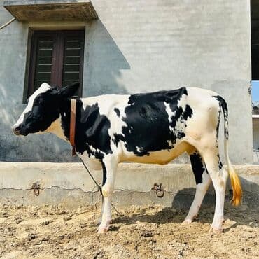 Holşteyn cinsi qara-ağ inək - Cins: Holşteyn (qara-ağ ləkəli) - lalafo.az -da Holşteyn cinsi qara-ağ inək - Cins: Holşteyn (qara-ağ ləkəli) -