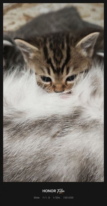 qoyun satşı: Ata British fold(yasti qulaq);ana:shinsilla shorthair tabby(dik — 6